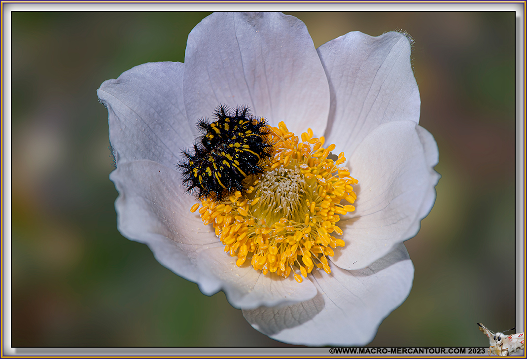 ANEMONES